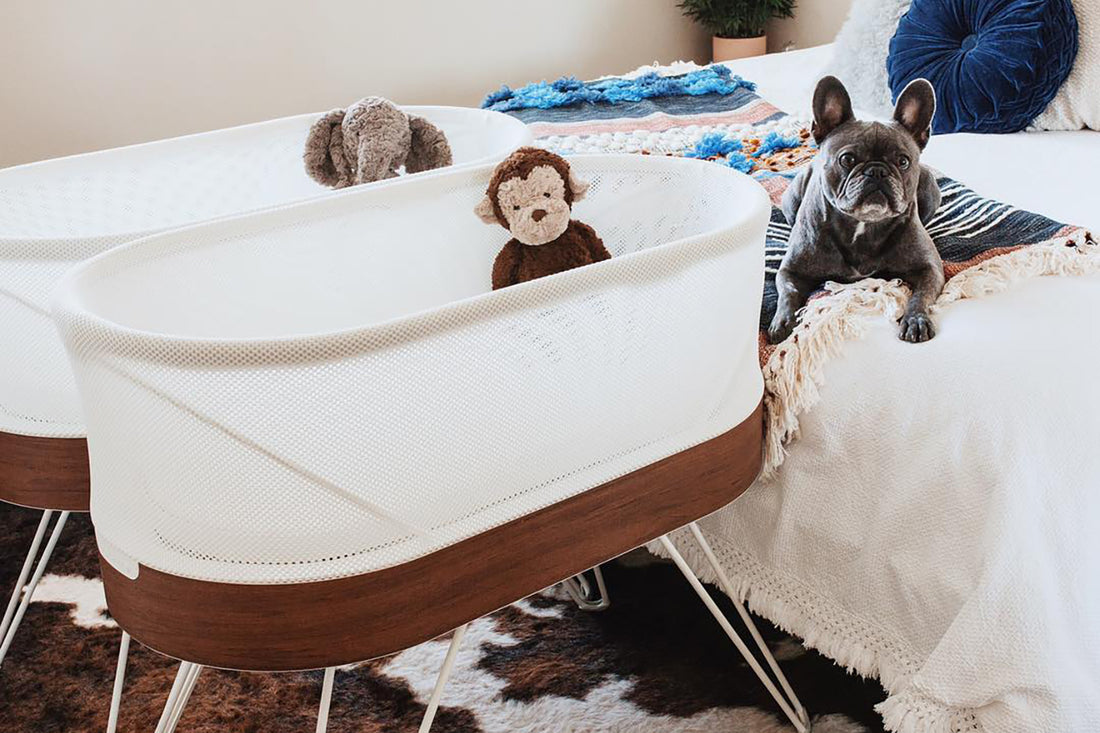 dog-snoo-pregnancy-announcement