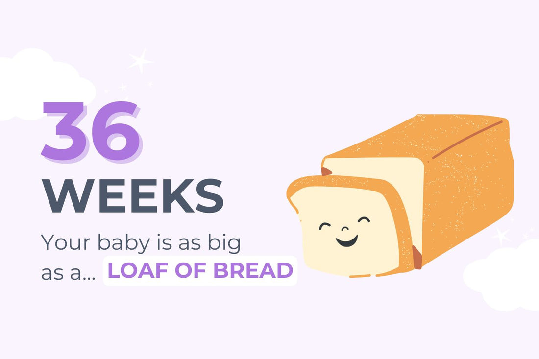 36 weeks pregnant: your baby is as big as a loaf of bread